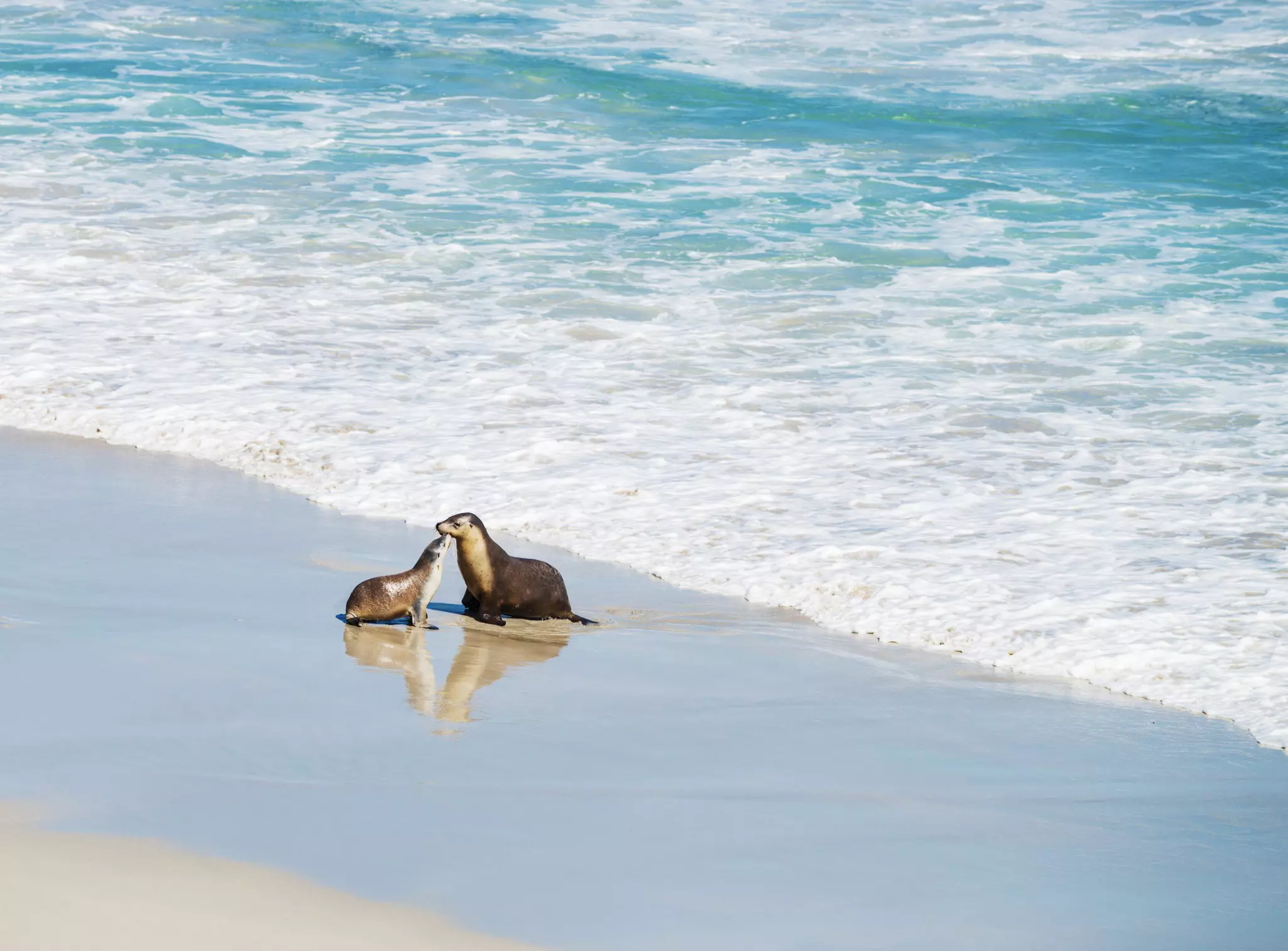 A pair of sea lions at the edge of the surf on a white-sand beach.