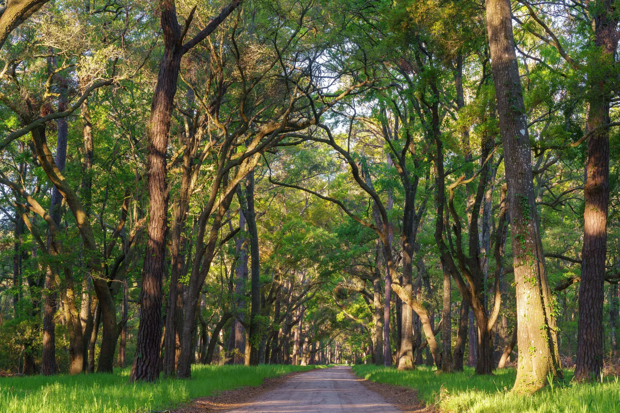 A tree-lined road on Edisto Island, South Carolina. 