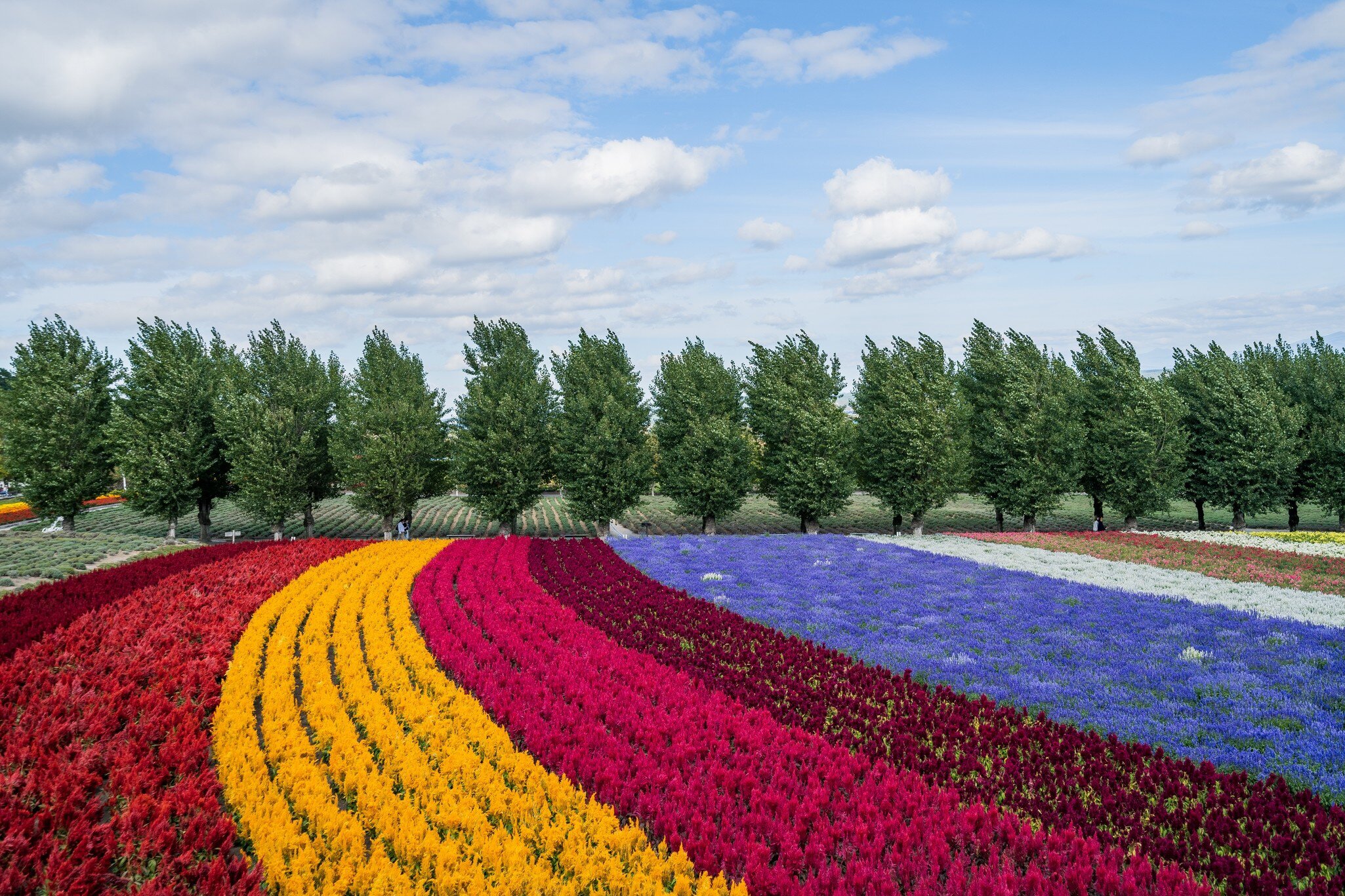 Flowers in bloom at Farm Tomita, Furano. kenta-yamazaki/Shutterstock