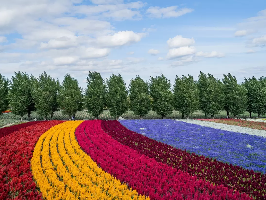 Flowers in bloom at Farm Tomita, Furano. kenta-yamazaki/Shutterstock