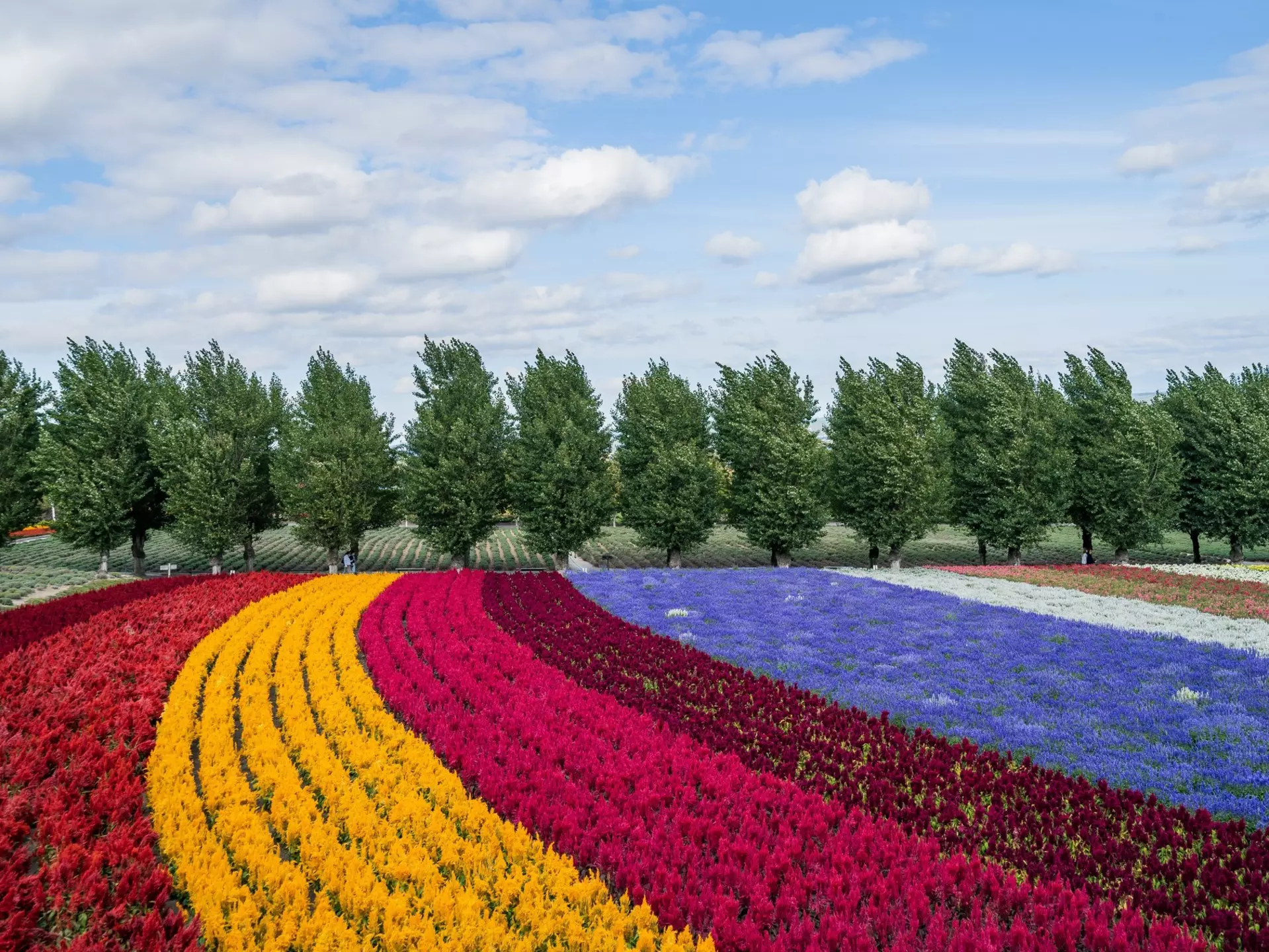 Flowers in bloom at Farm Tomita, Furano. kenta-yamazaki/Shutterstock