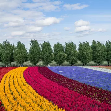 Flowers in bloom at Farm Tomita, Furano. kenta-yamazaki/Shutterstock