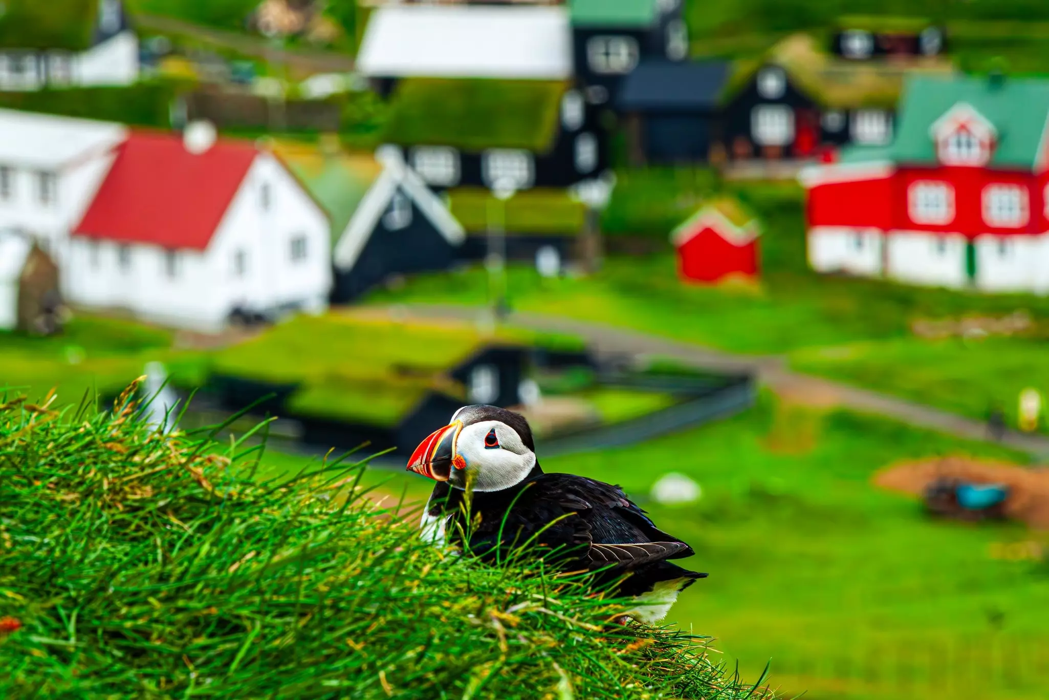 Mykines puffins