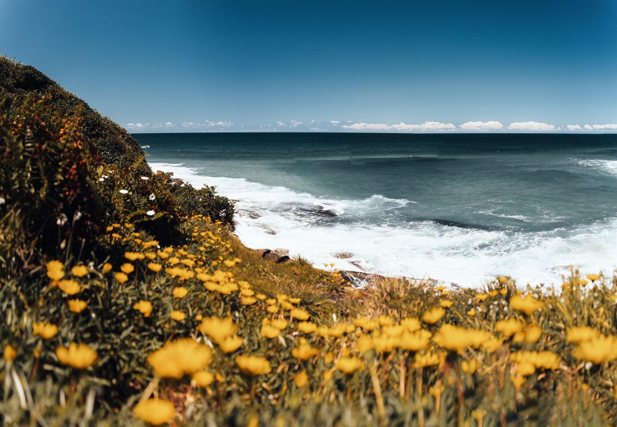 Landscape of cliff, yellow flowers, and ocean at Royal National Park coastal walk in Sydney, Australia.