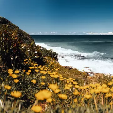 Landscape of cliff, yellow flowers, and ocean at Royal National Park coastal walk in Sydney, Australia.