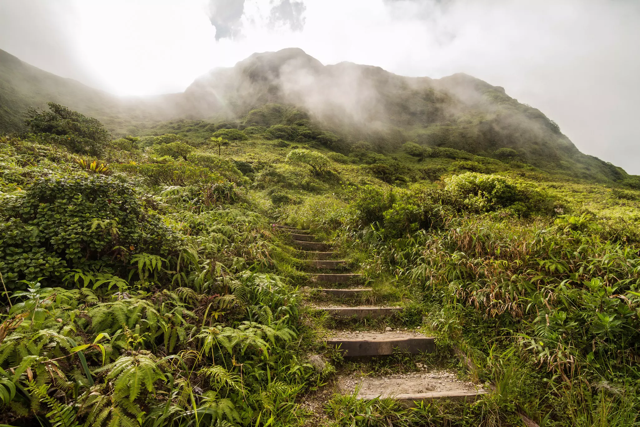Steps on a hiking trail lead through lush tropical vegetation