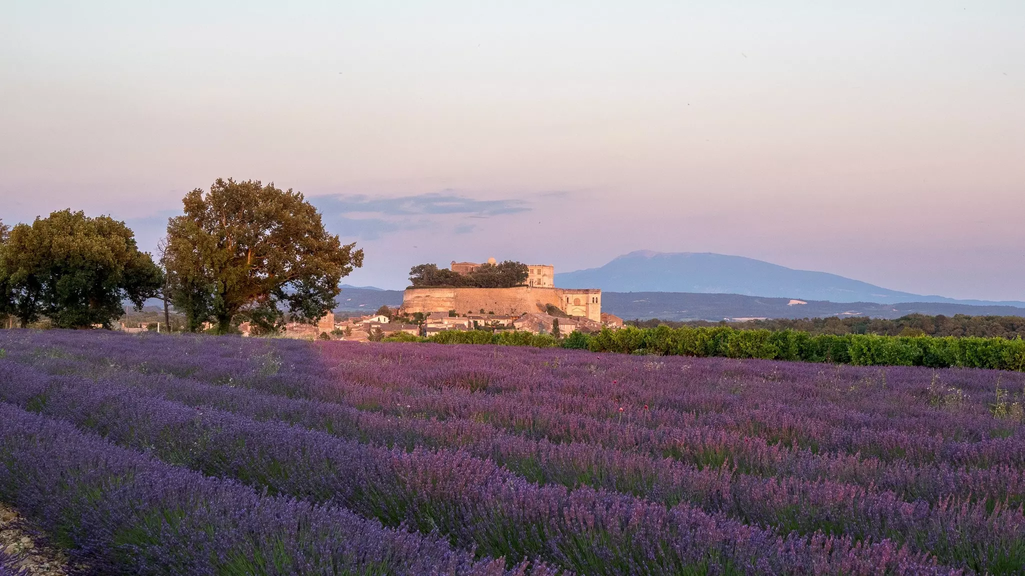 Château de Grignan, lavender fields and Mont Ventoux in the background
