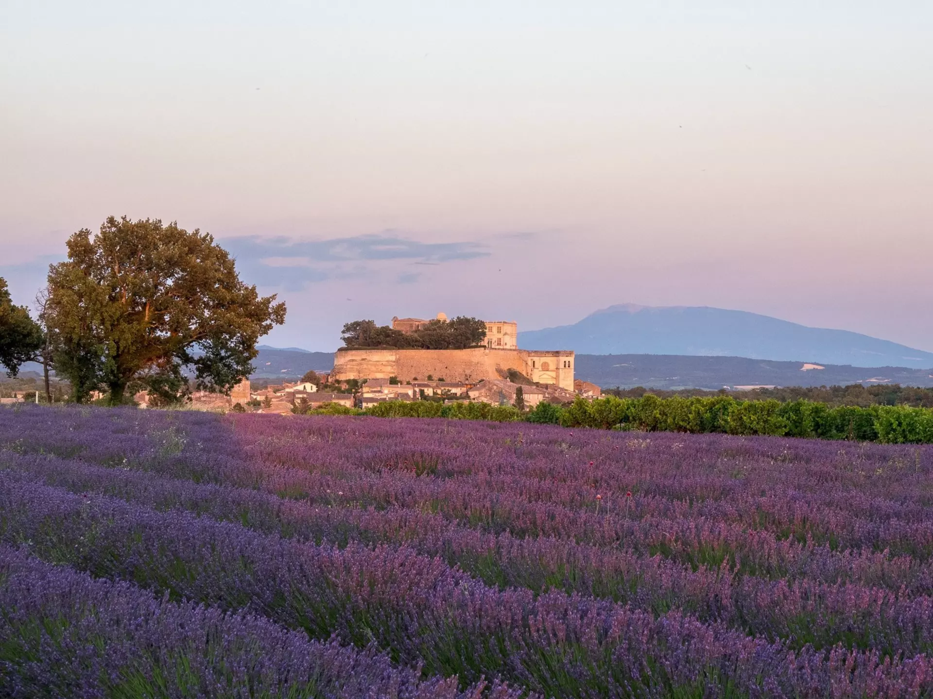 Château de Grignan, lavender fields and Mont Ventoux in the background