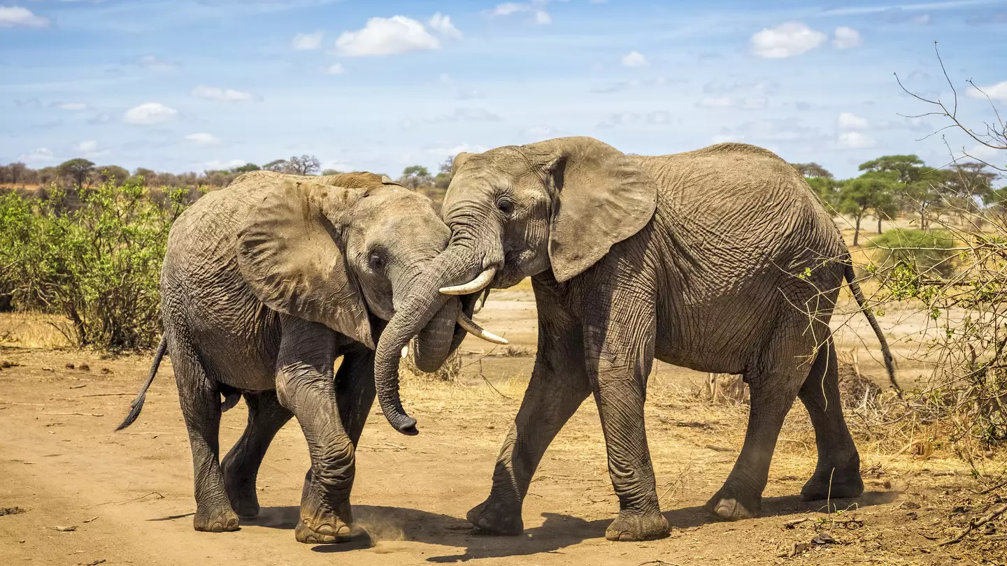 A pair of African bush elephant copulate in Tarangire National Park with blue skies in the background and soft cream savannah below