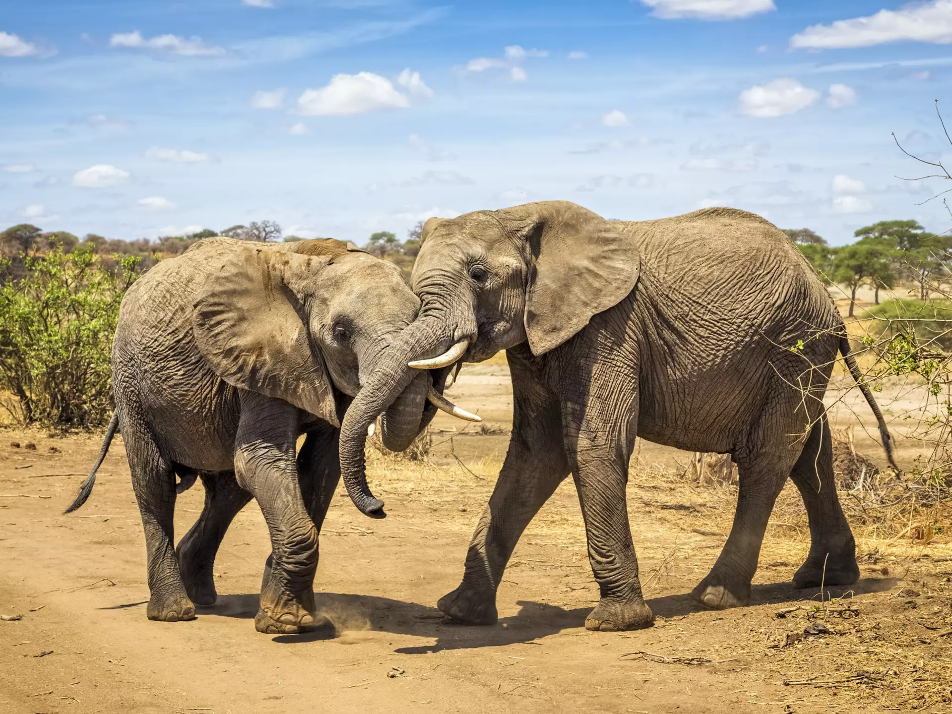 A pair of African bush elephant copulate in Tarangire National Park with blue skies in the background and soft cream savannah below