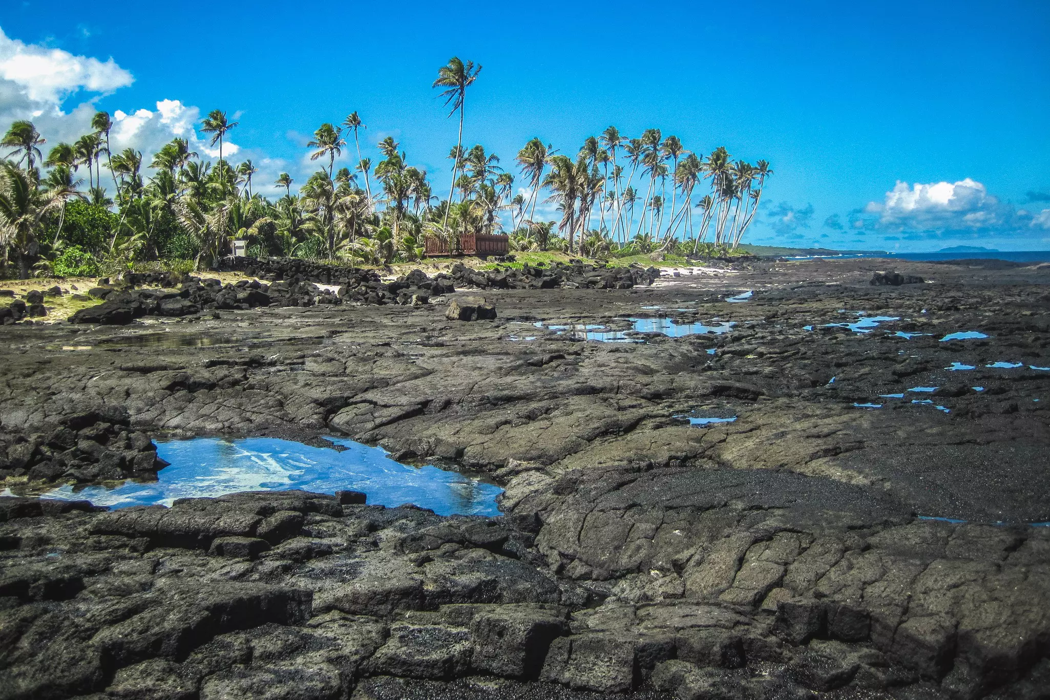 Black coastal lava fields backed by palm trees.