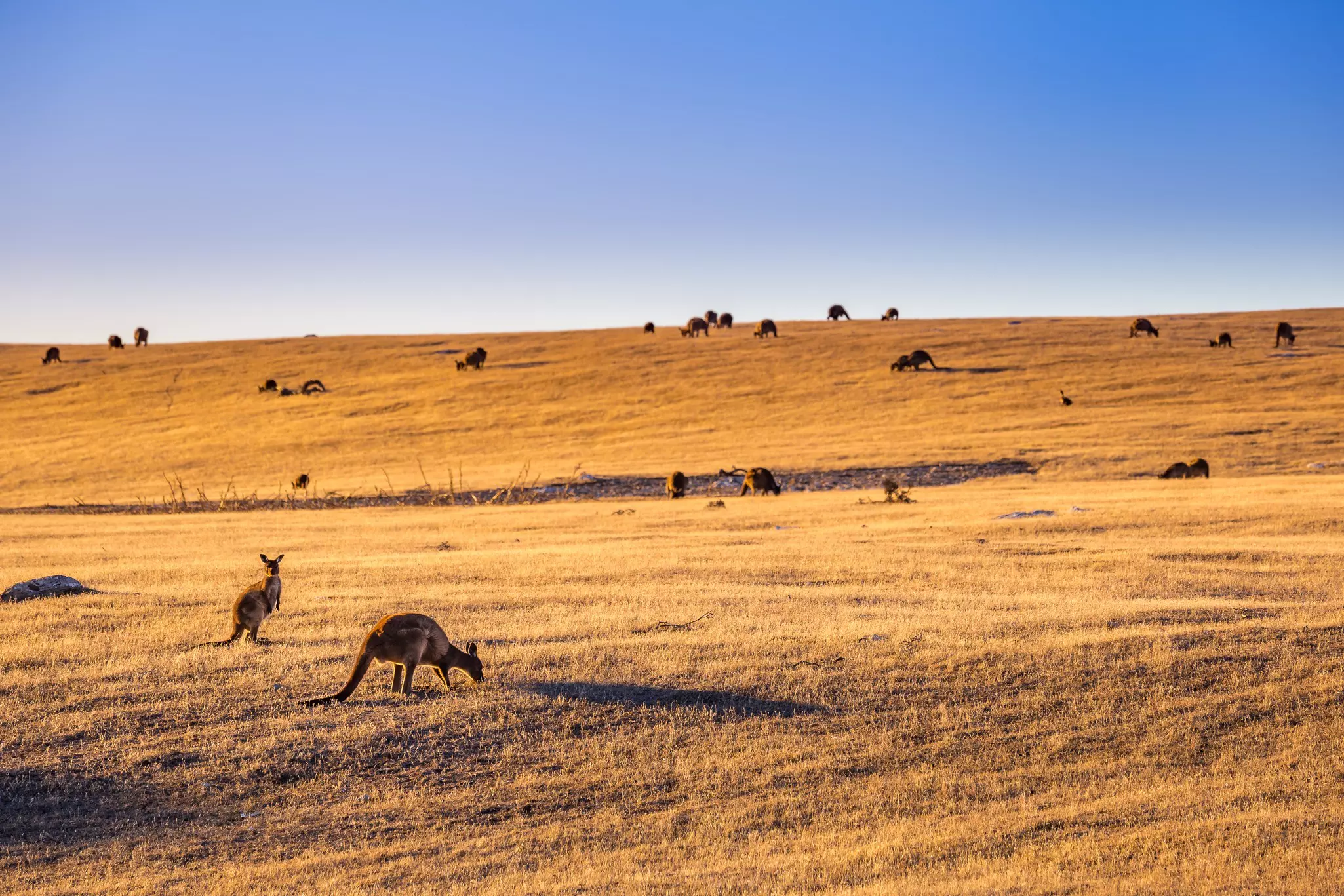 A herd of kangaroos grazing on golden grasslands at dawn on Kangaroo Island