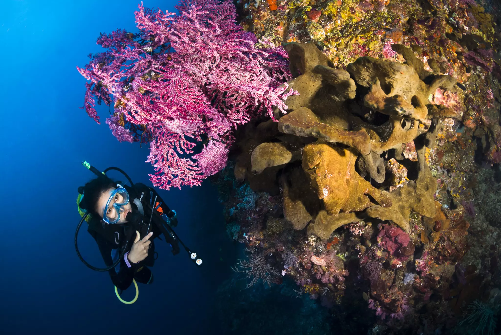 Scuba diver at a reef underwater at Crystal Bay, Nusa Penida, Bali, Indonesia