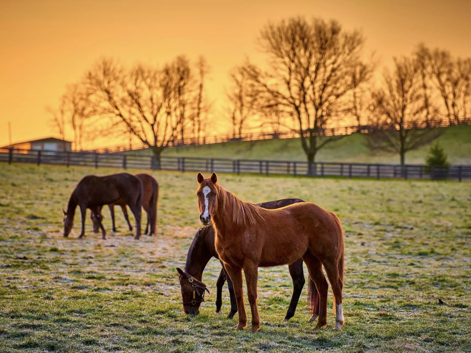 A morning scene in Kentucky’s Bluegrass country. Patrick Jennings/Shutterstock
