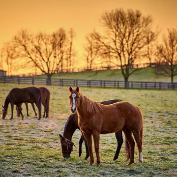 A morning scene in Kentucky’s Bluegrass country. Patrick Jennings/Shutterstock