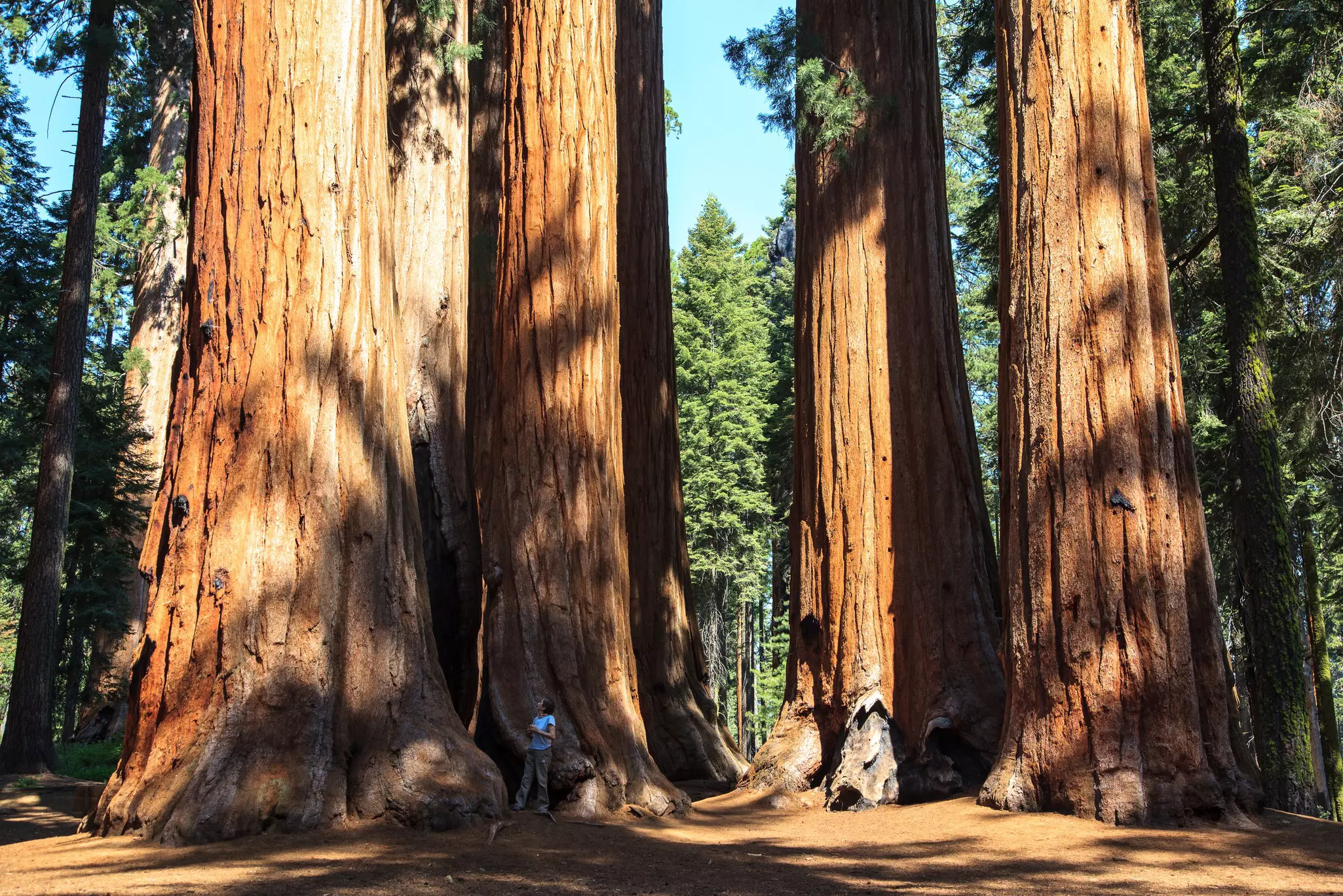 A woman stands at the foot of a giant tree with a wide trunk.