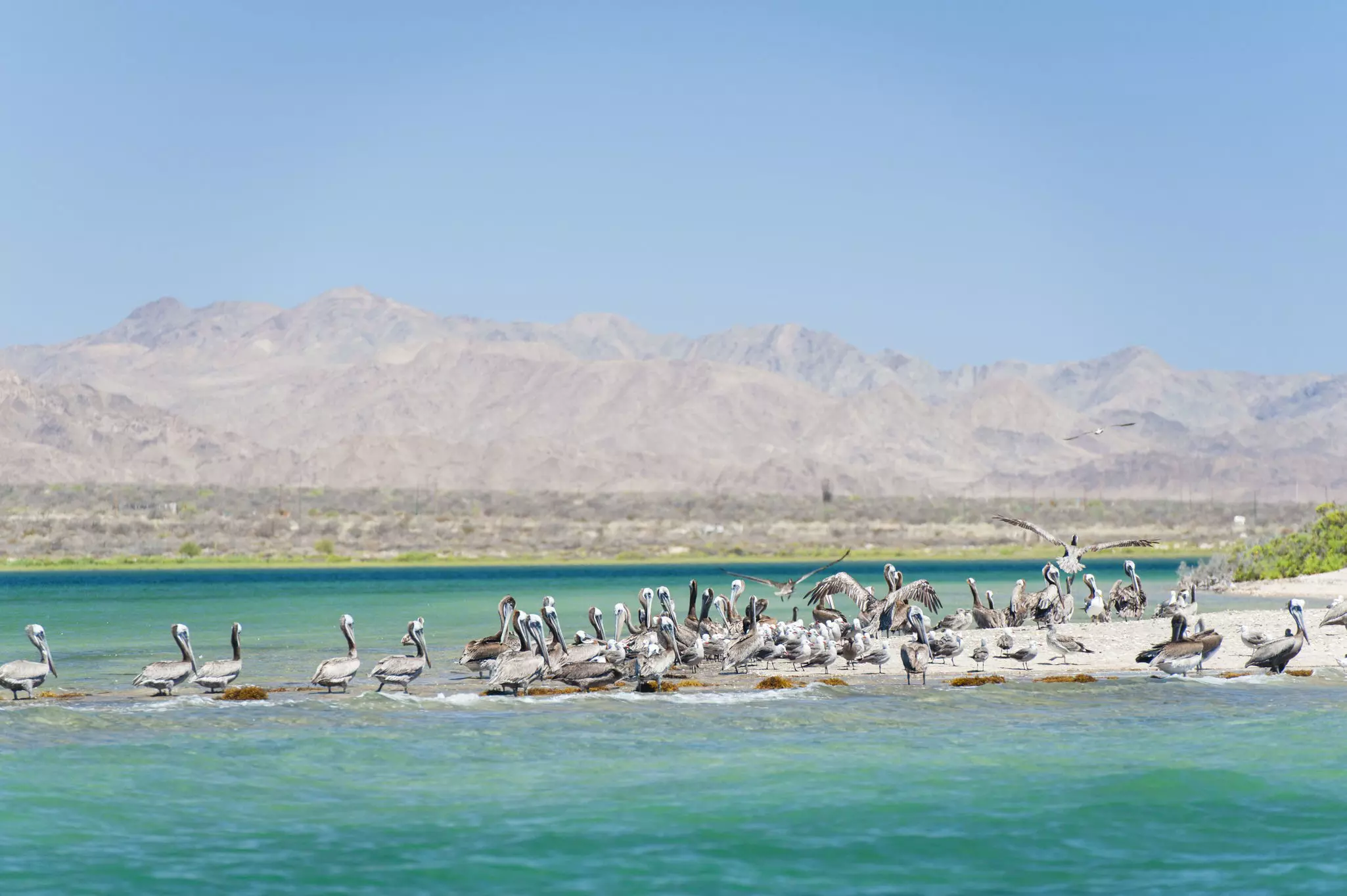A group of pelicans gather on a sand bar in a shallow bay with turquoise waters. Dry hills are on the far shore in the distance.
