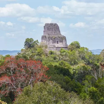 Massive stone temple top with a wooden stairway and platform emerging from dense forest, a red-leaved tree in front
