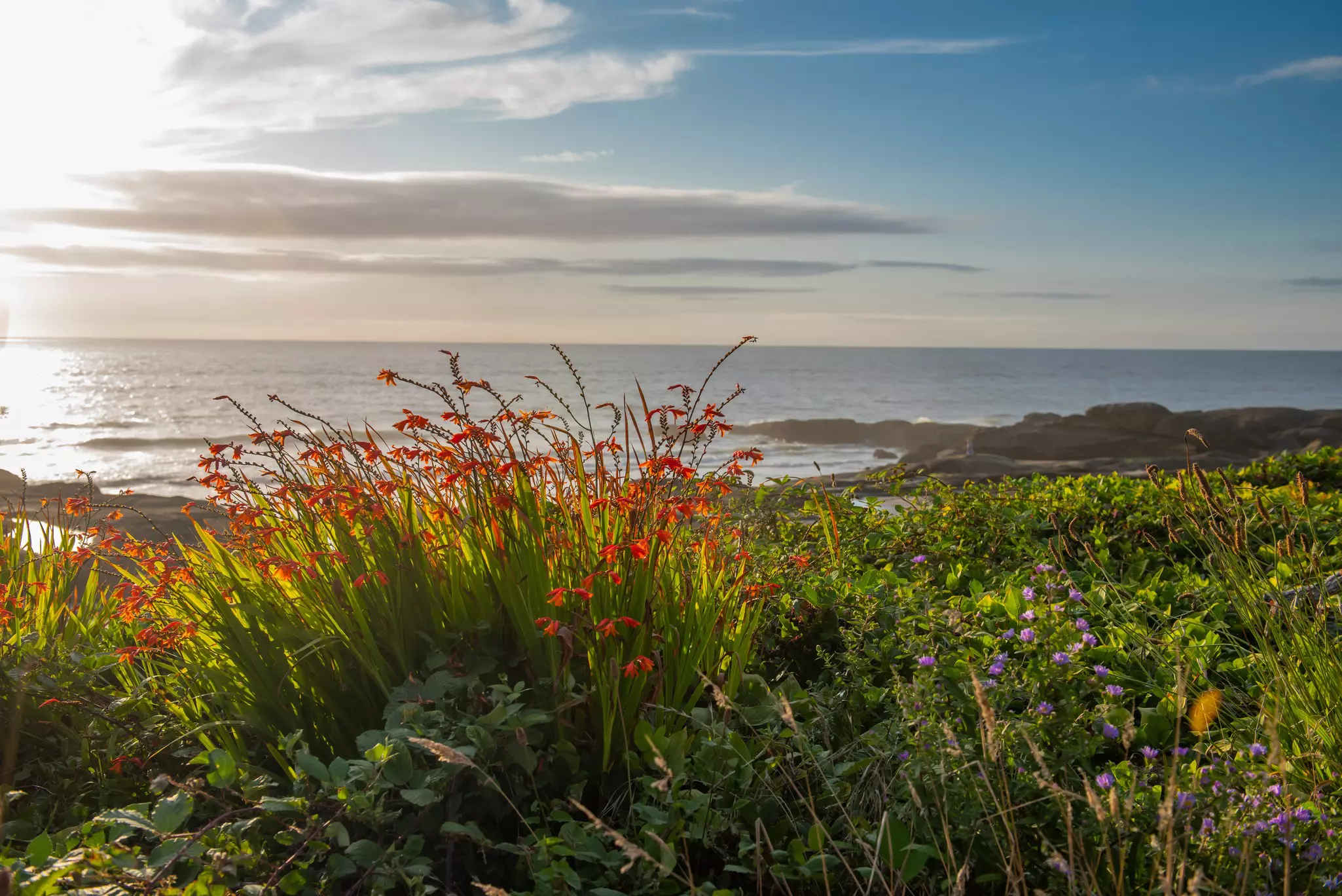 Wildflowers in bloom in red and purple on a remote coastline.