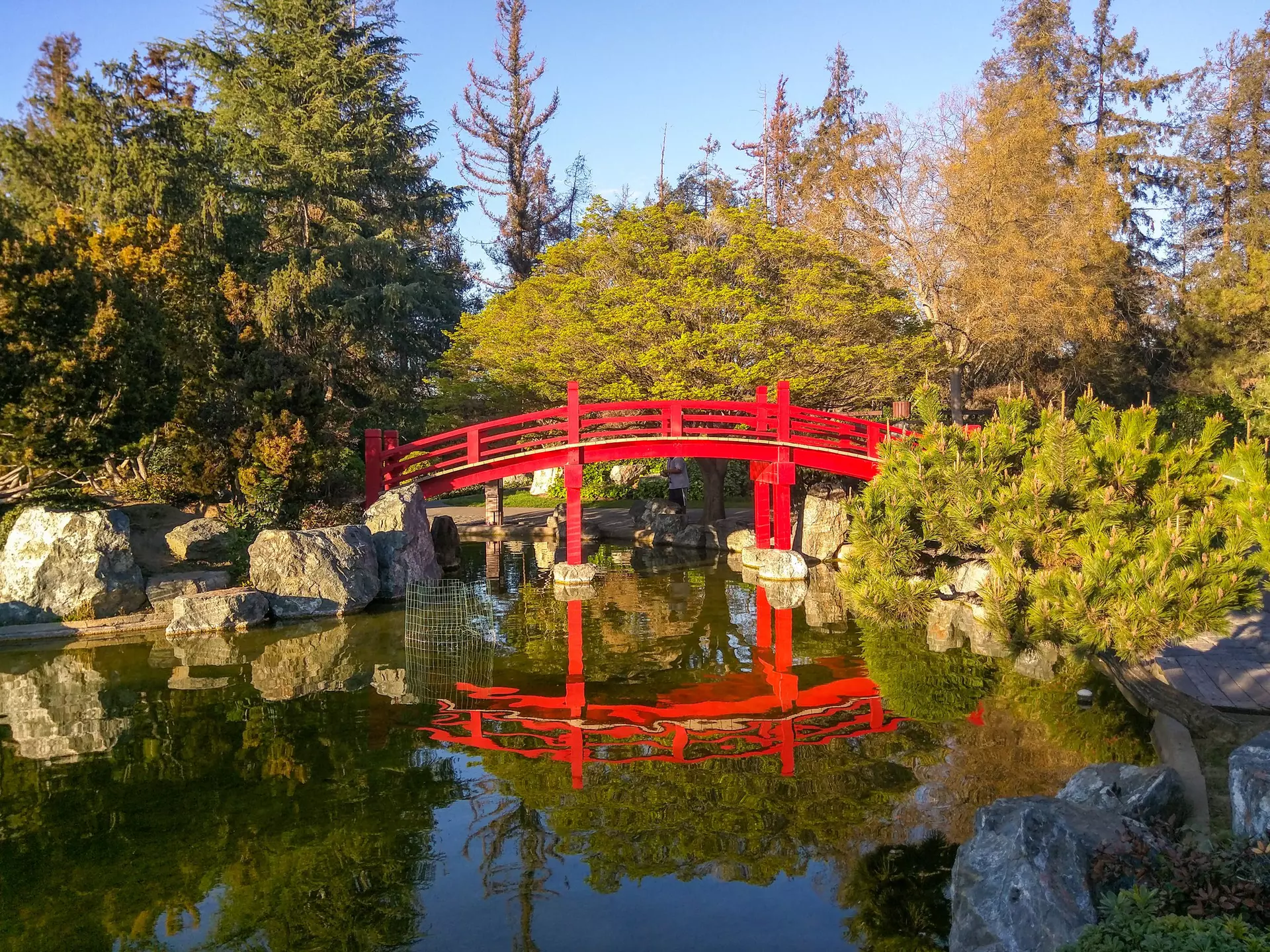 Japanese Friendship Garden is a walled section of Kelley Park in San Jose, California, USA. Dedicated in October 1965, it is patterned after Japan's famous Korakuen Garden in Okayama.  License Type: media  Download Time: 2021-09-17T13:54:33.000Z  User: clairenaylor  Is Editorial: No  purchase_order:   