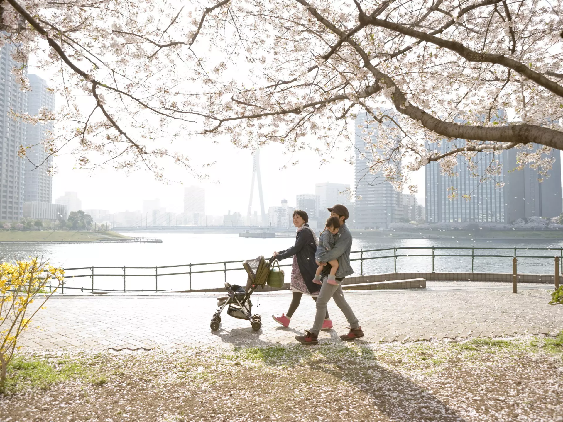 Japan's beloved cherry blossom powder-pink spectacle draws crowds of visitors © Air Rabbit / Getty Images