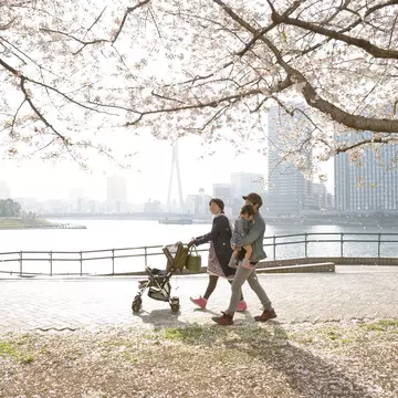 Japan's beloved cherry blossom powder-pink spectacle draws crowds of visitors © Air Rabbit / Getty Images