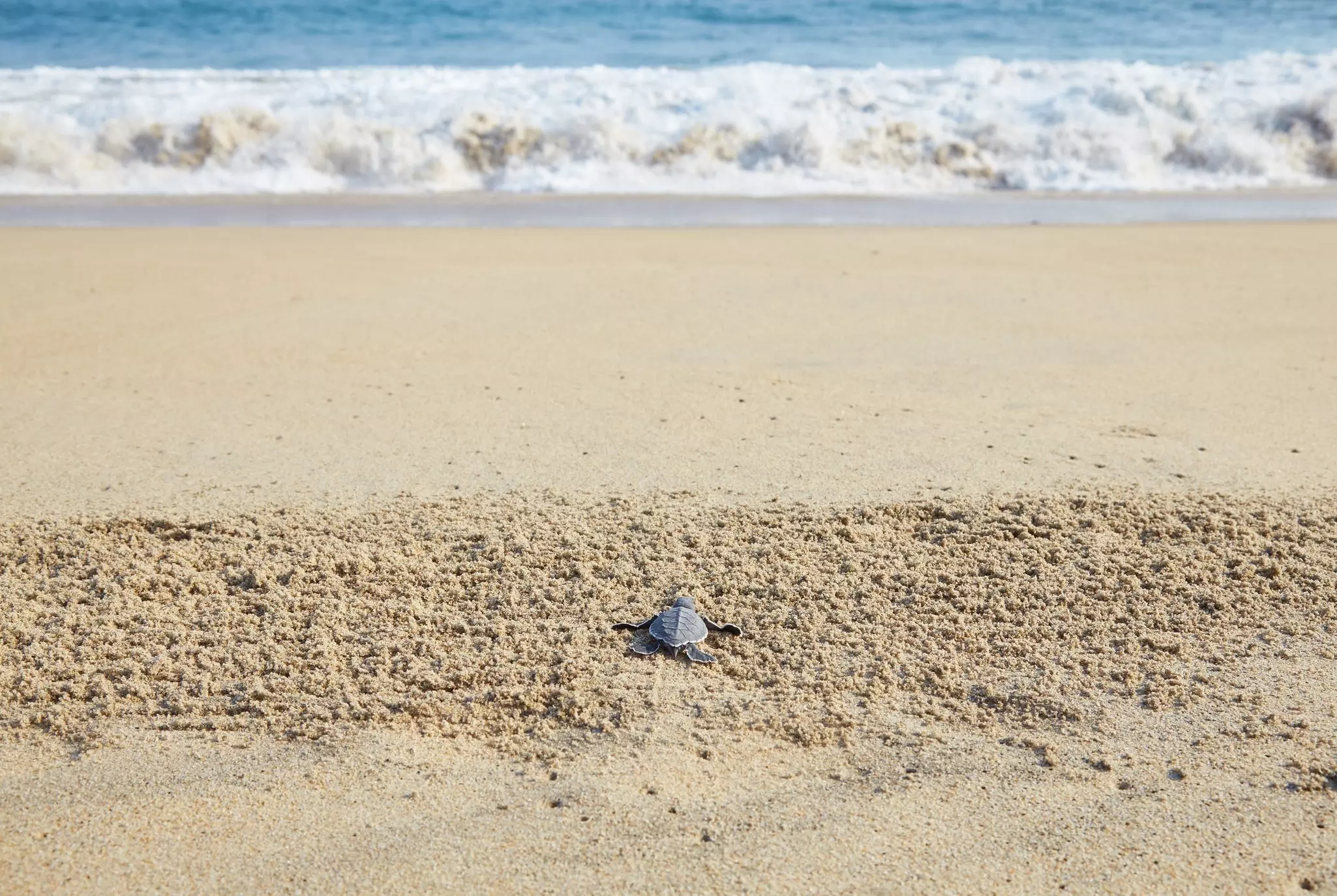 A green sea turtle makes its way to the water