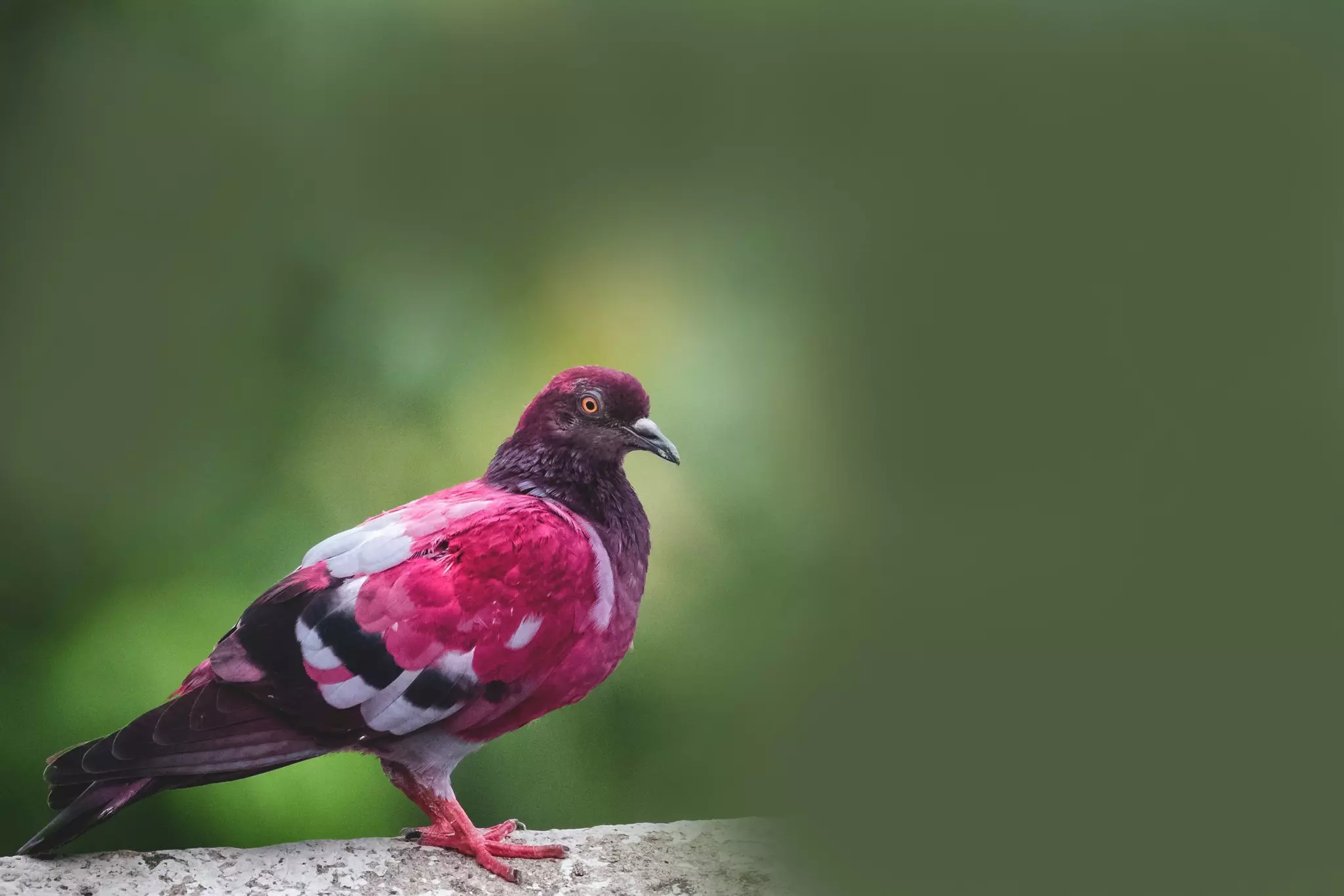 A pink pigeon in Mauritius