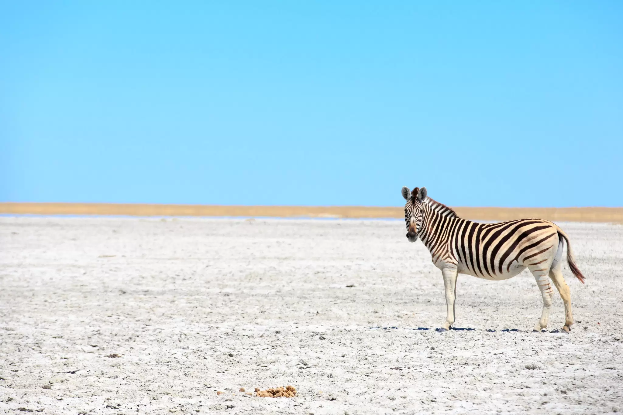 A zebra in the salt pans of Makgadikgadi, Botswana. Gil.K/Shutterstock