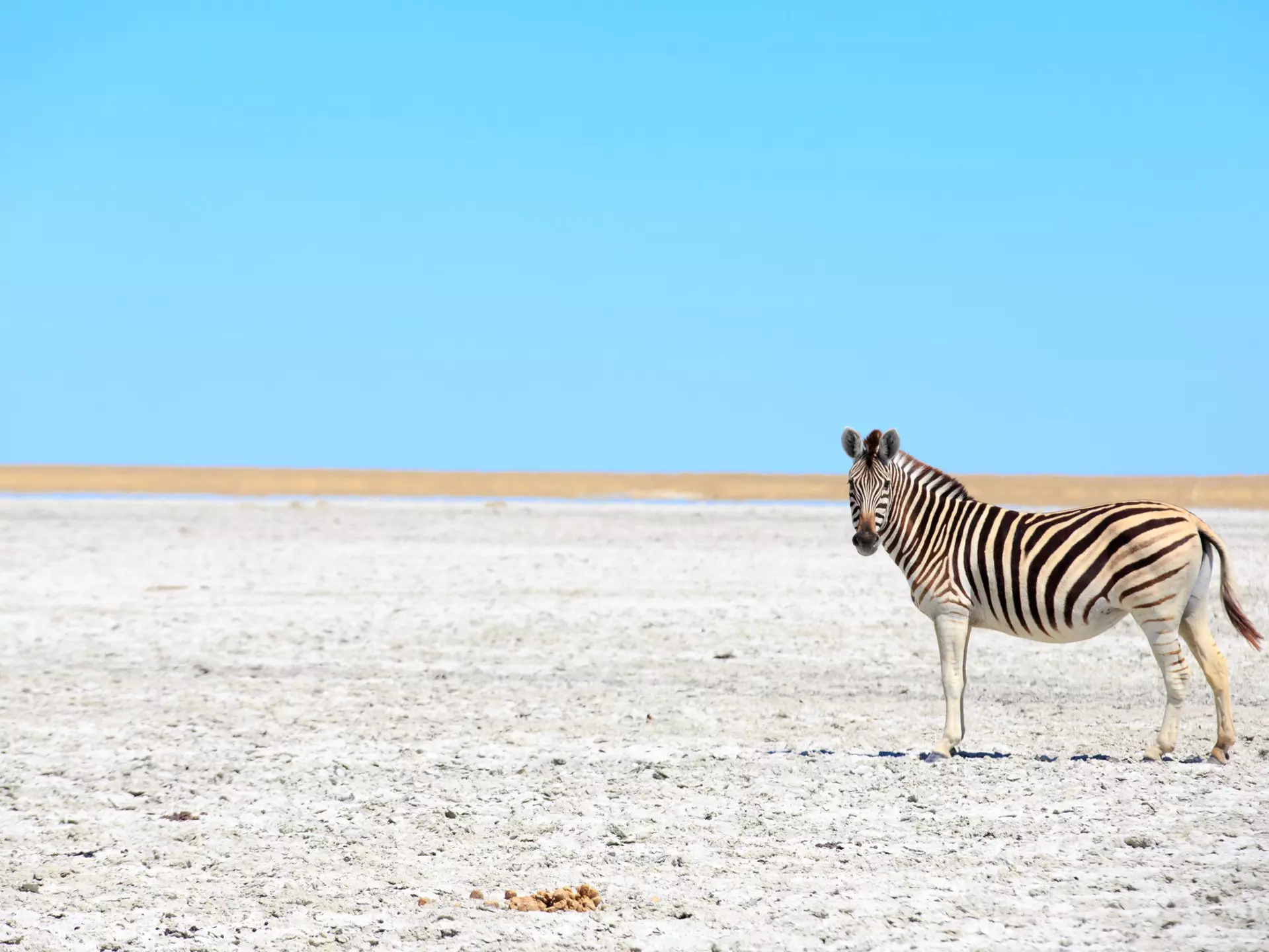 A zebra in the salt pans of Makgadikgadi, Botswana. Gil.K/Shutterstock