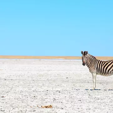 A zebra in the salt pans of Makgadikgadi, Botswana. Gil.K/Shutterstock