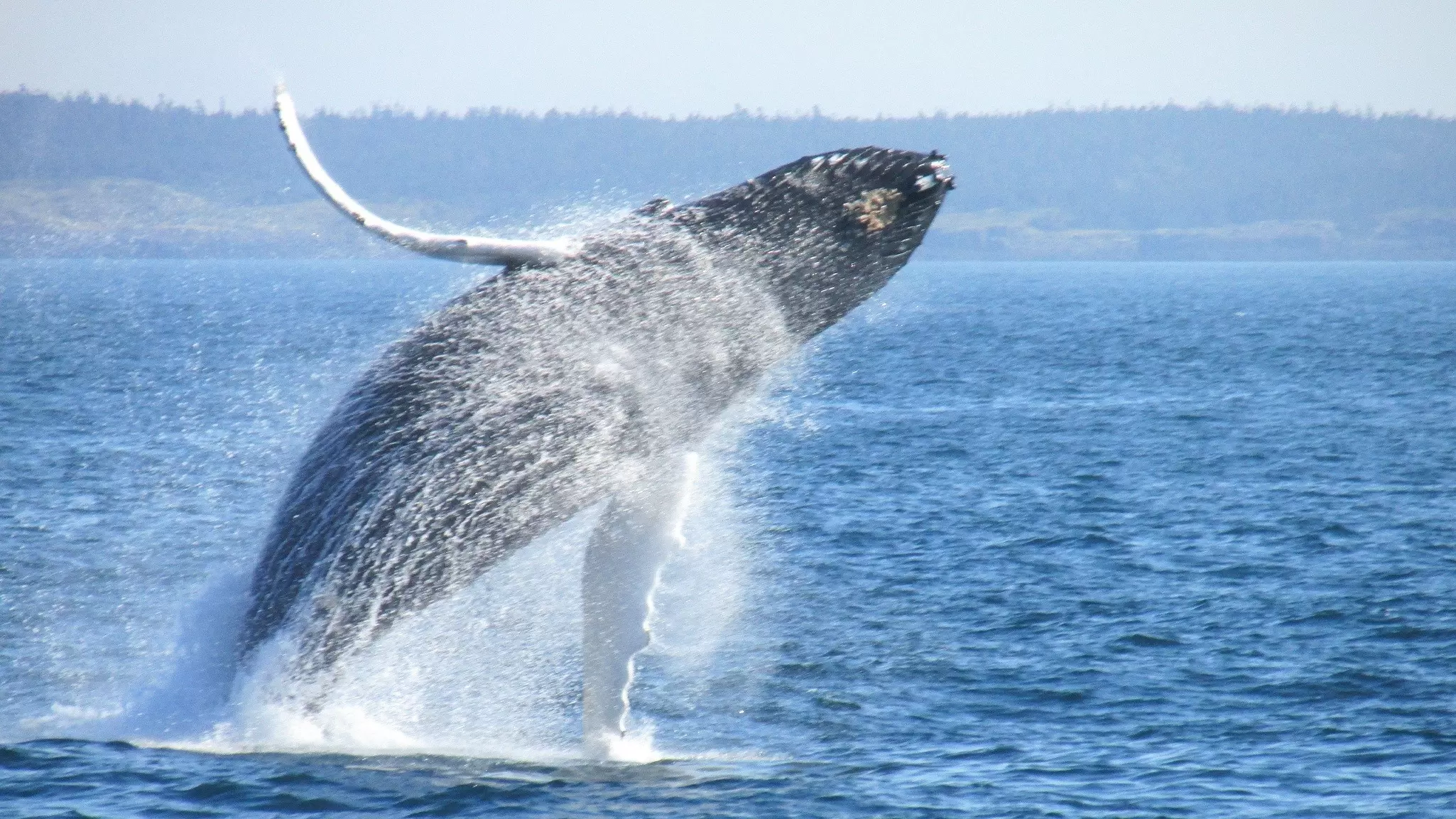 From epic coastal drives to historic maritime villages to whale watching in the Bay of Fundy, read all about the best places to go in Nova Scotia © NetaDegany / Getty Images