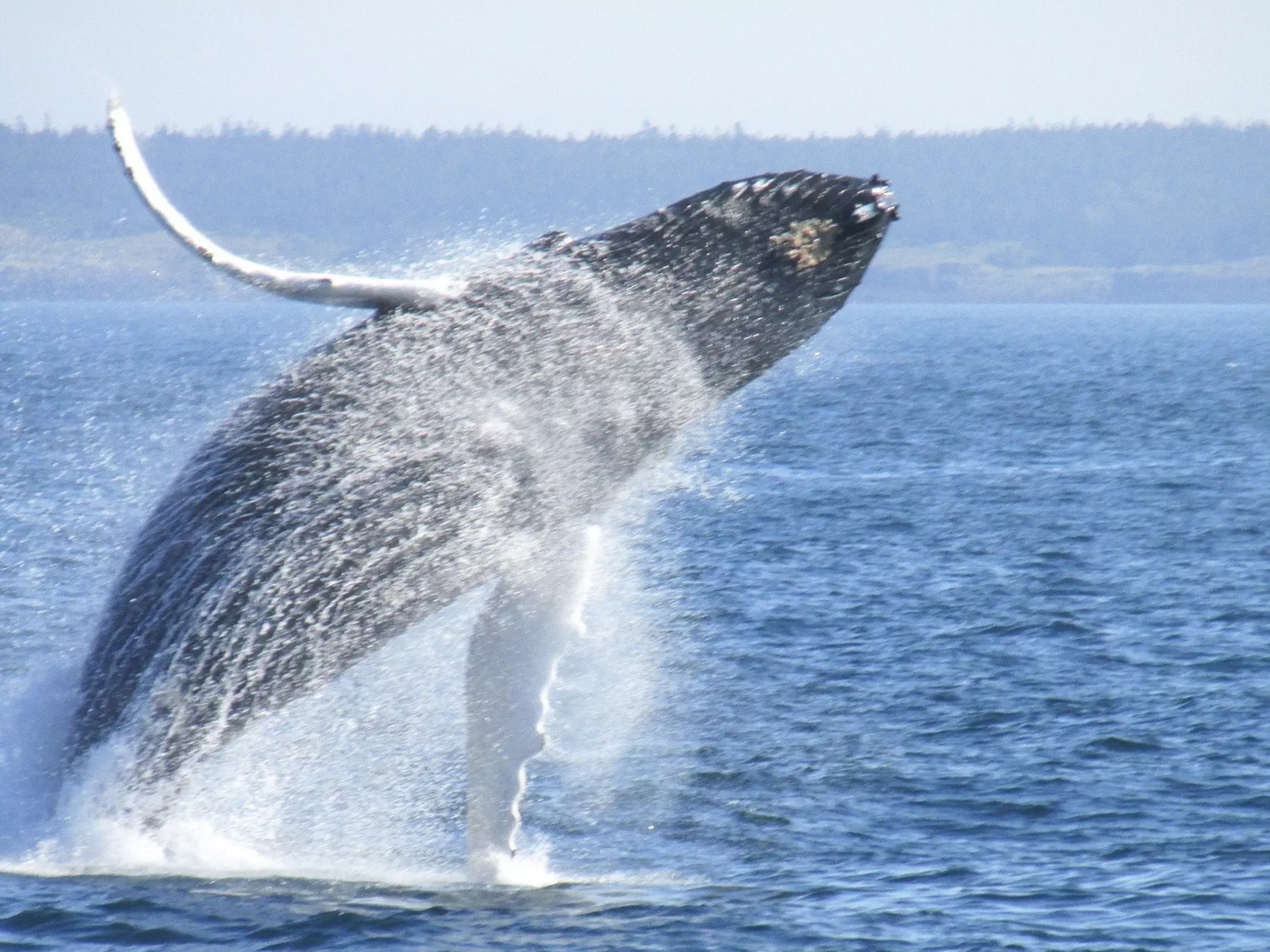 From epic coastal drives to historic maritime villages to whale watching in the Bay of Fundy, read all about the best places to go in Nova Scotia © NetaDegany / Getty Images