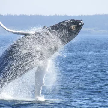 From epic coastal drives to historic maritime villages to whale watching in the Bay of Fundy, read all about the best places to go in Nova Scotia © NetaDegany / Getty Images