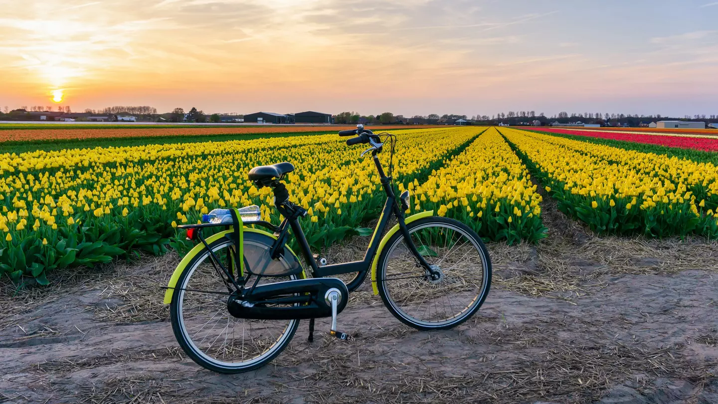 Holland’s ultra-flat terrain boasts tulips as far as the eye can see in April © Pakin Songmor / Getty Images