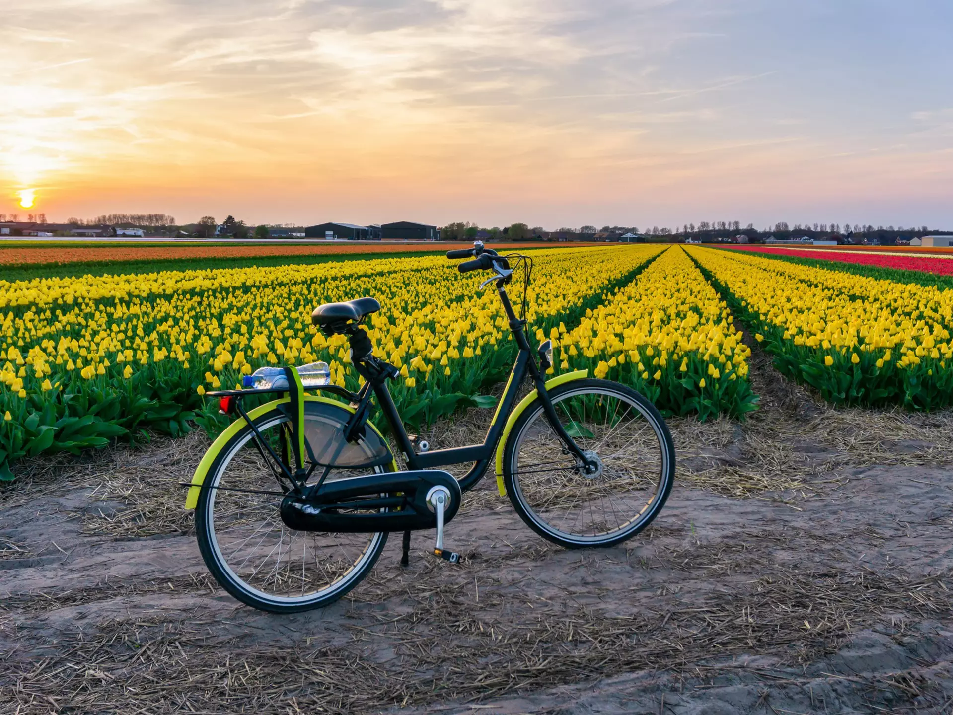 Holland’s ultra-flat terrain boasts tulips as far as the eye can see in April © Pakin Songmor / Getty Images