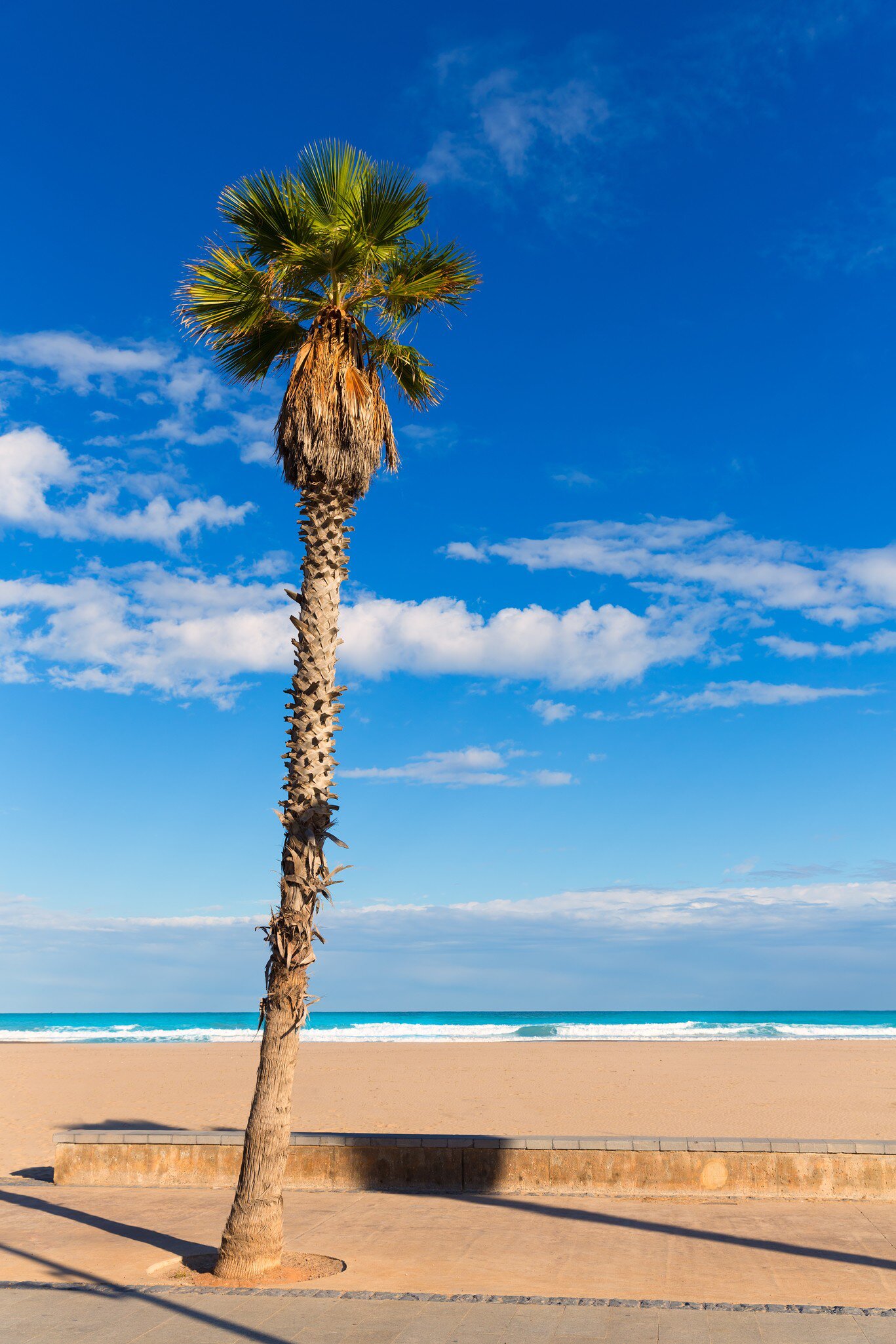 View of a palm tree on the Playa de la Platacona in Valencia, Spain.
