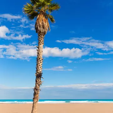 View of a palm tree on the Playa de la Platacona in Valencia, Spain.