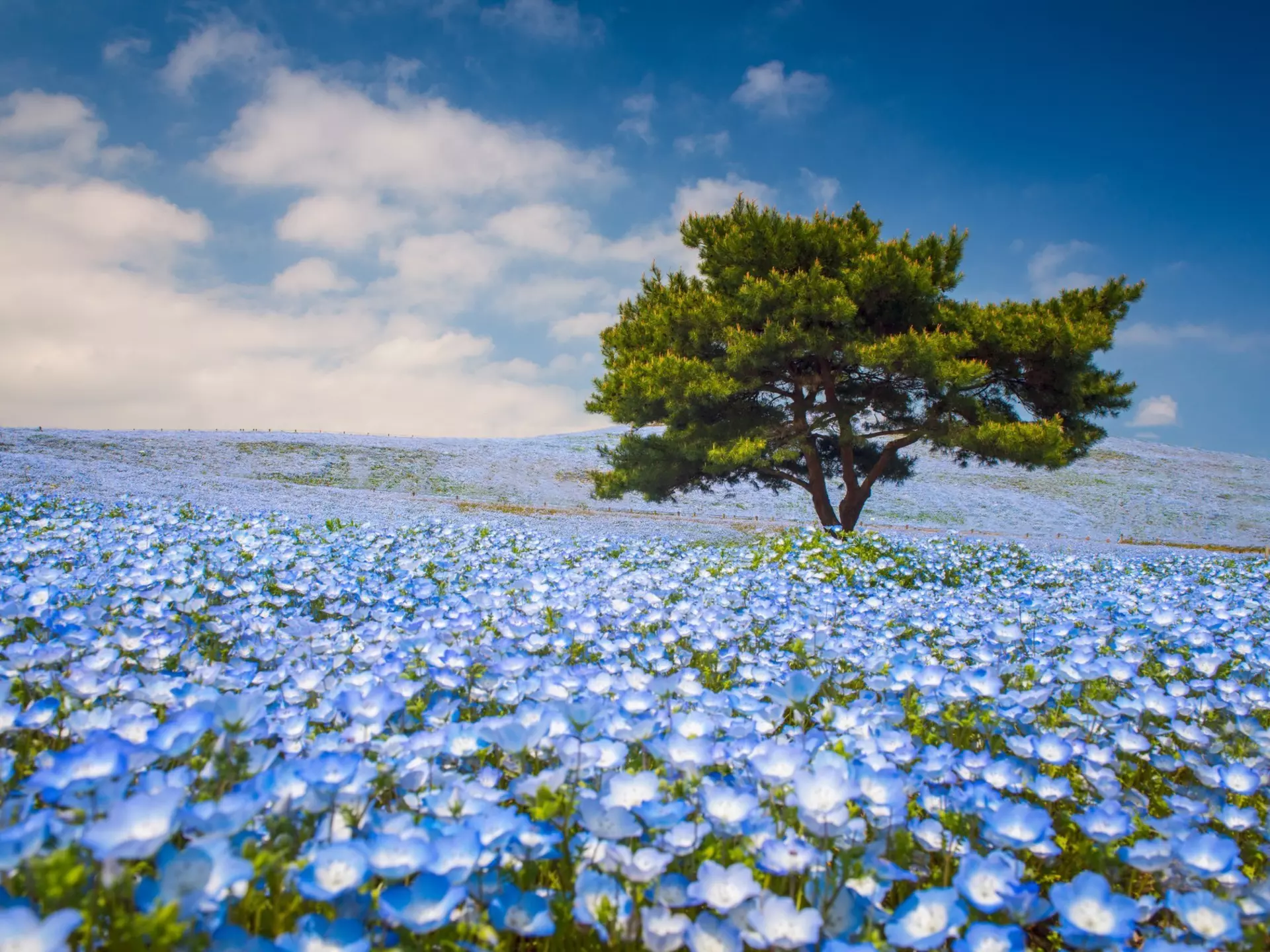 Nemophila flowers in Hitachi Seaside Park in Japan
