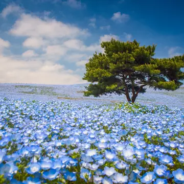 Nemophila flowers in Hitachi Seaside Park in Japan