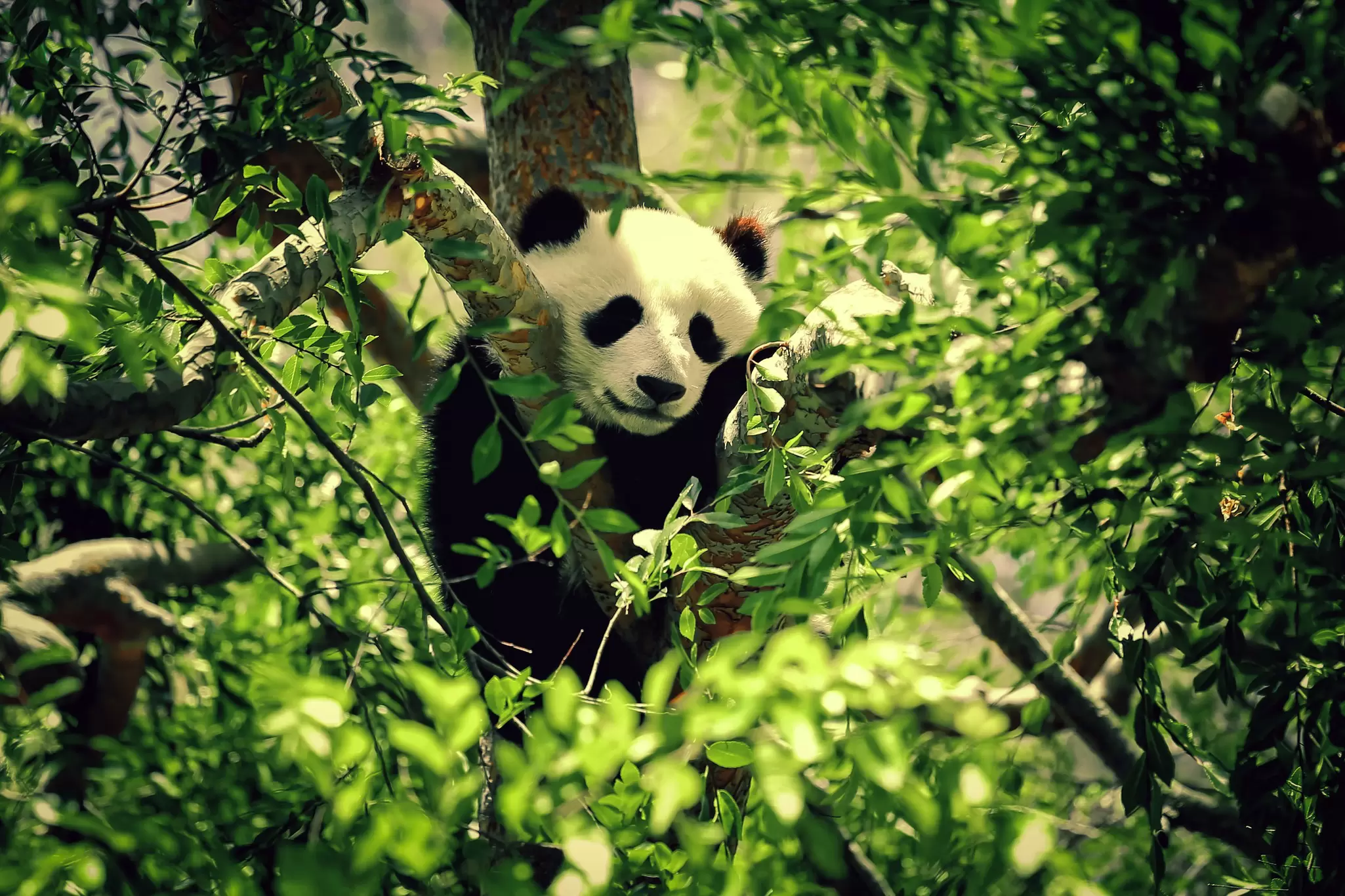Panda at the San Diego Zoo.
park, trees, animal, sleep, cute, white, green, black, zoo, wildlife, bear, sleeping, panda, safari, giant, san diego, giant panda, adorable