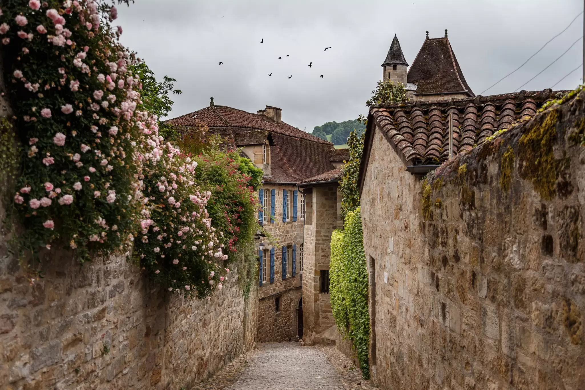 Pink roses blooming along a medieval street in Figeac in the south of France. 