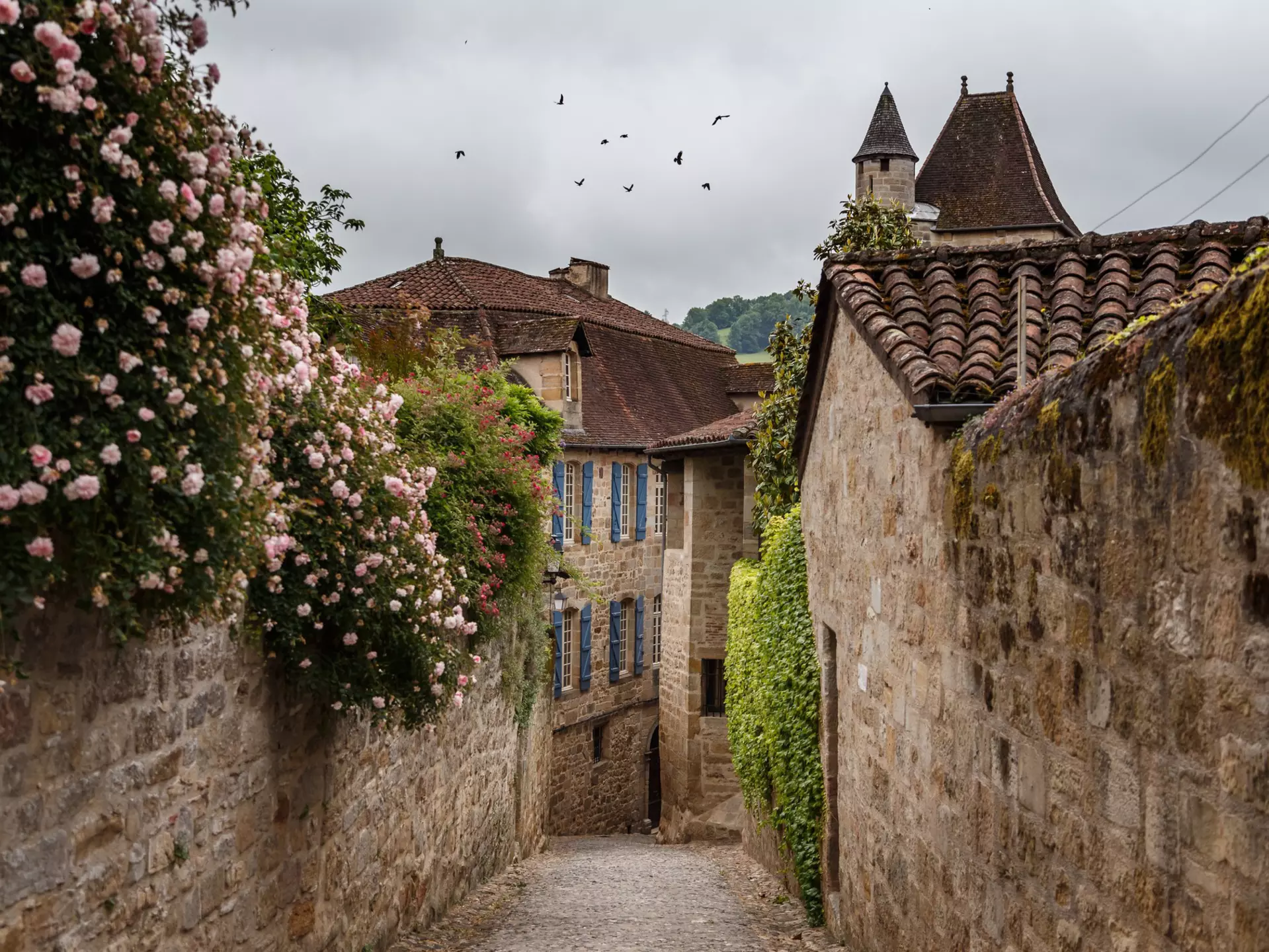Pink roses blooming along a medieval street in Figeac in the south of France. 