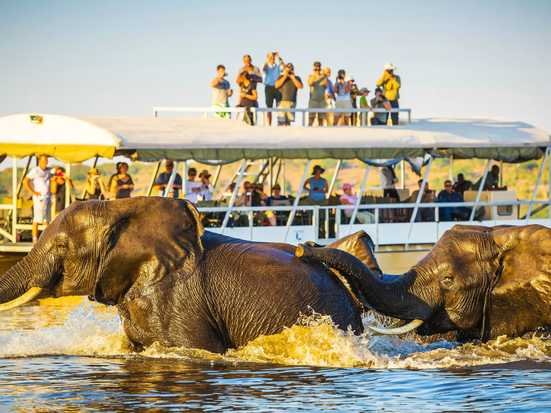 Tourists watch African elephants swimming across the Chobe River, Botswana