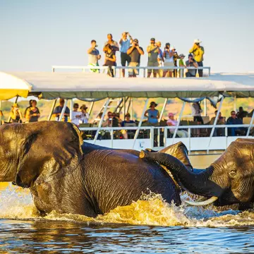 Tourists watch African elephants swimming across the Chobe River, Botswana