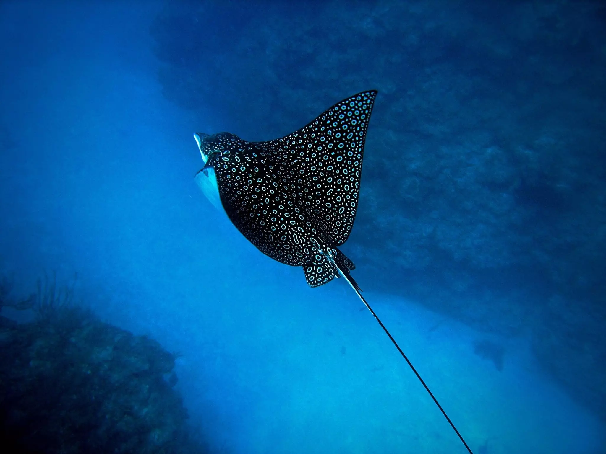 A spotted ray sails through the depths of the ocean.