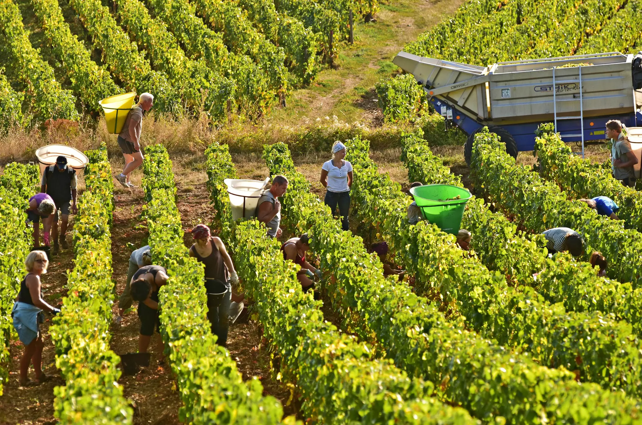 Meursault/France - September 20th 2019: seasonal workers participate at the grape harvest season in Burgundy. Here they still do the work by hand. The work is hard but the atmosphere is very fun. , License Type: media, Download Time: 2026-03-23T15:10:57.000Z, User: bhealy950, Editorial: true, purchase_order: 65050 - Digital Destinations and Articles, job: Lonely Planet Online Editorial, client: Best time to visit Burgundy, other: Brian Healy