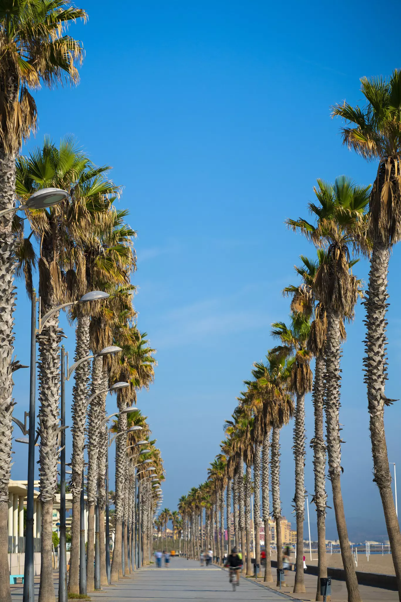 A palm tree-lined walkway beside a beach under blue sky on a sunny day.