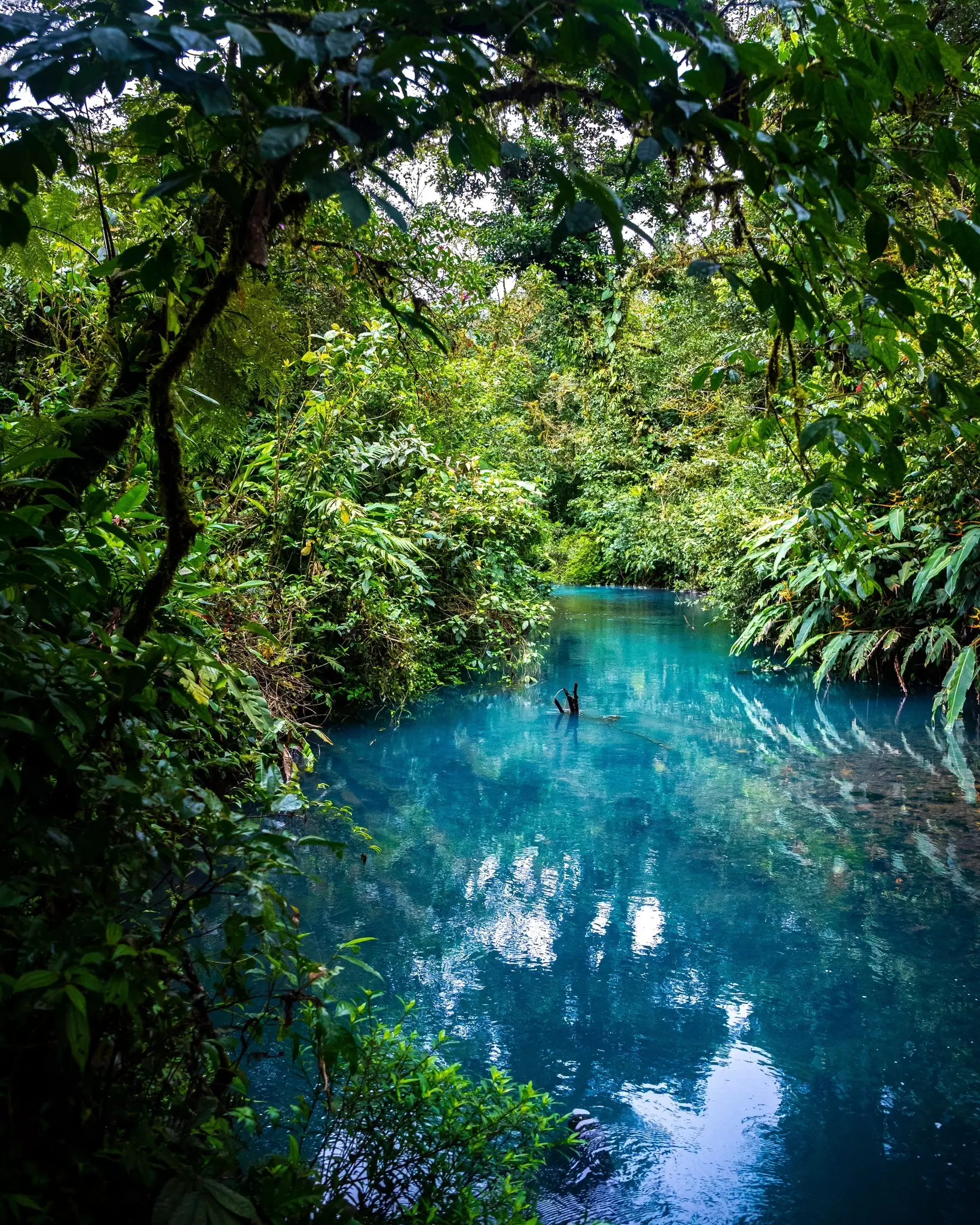 fairytale landscape of volcano tenorio national park by rio celeste river; sky blue river surrounded by dense rainforest in costa rica, License Type: media, Download Time: 2025-05-09T07:53:01.000Z, User: oneseven7891, Editorial: false, purchase_order: 56530 - Guidebooks, job: Global Publishing WIP, client: costa-rica-16, other: Dominic Allen