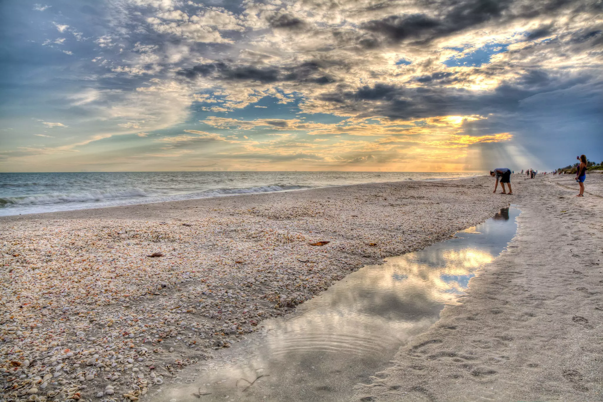 People are seen stooping to look for shells on a wide beach at sunset.